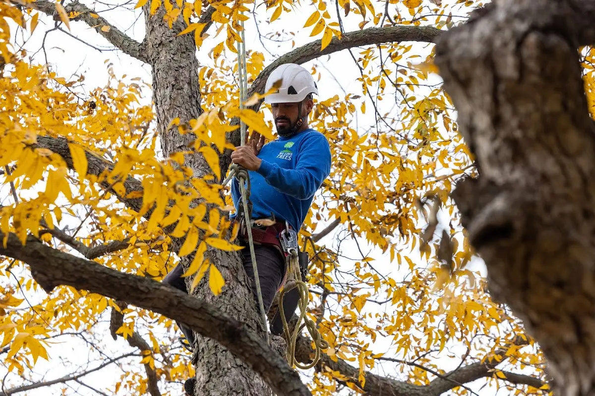 Skilled Tree Planing crew working in Westchester